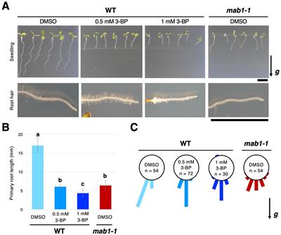 TCA cycle impairment leads to PIN2 internalization and degradation via reduced MAB4 level and ARA6 components in Arabidopsis roots